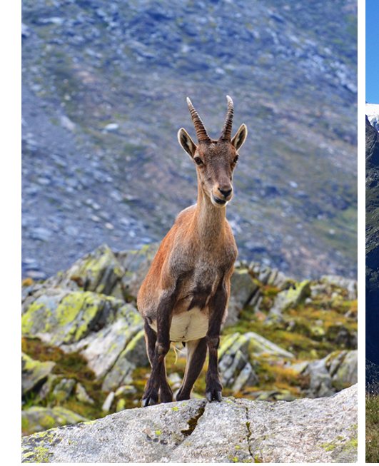 ANIMALS